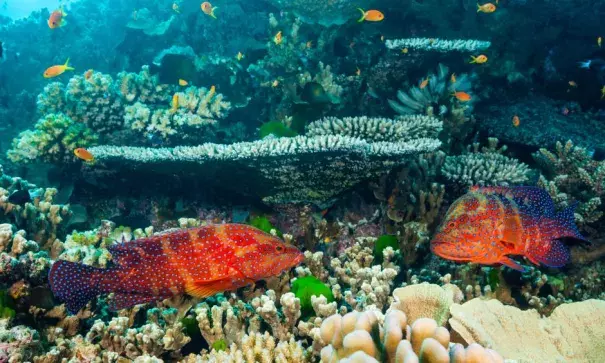 A Great Barrier Reef study found 112 ‘robust source reefs’ that could help repair damage from bleaching. Photo: Daniela Dirscherl, Getty Images/WaterFrame RM