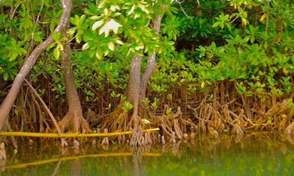 Photo: mangrovesforfiji.com