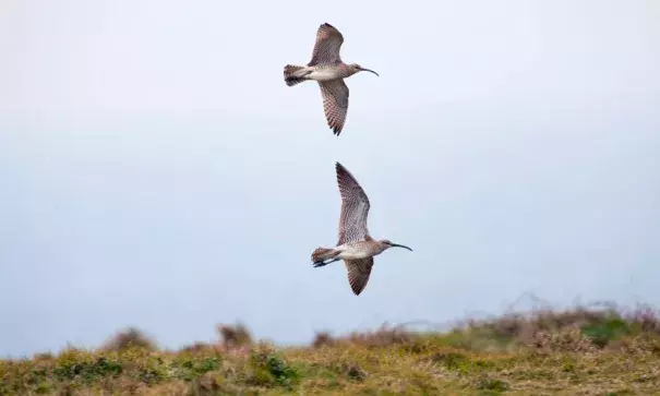 Rarer birds like the whimbrel have seen population declines. Photo: David Chapman, Alamy/Alamy