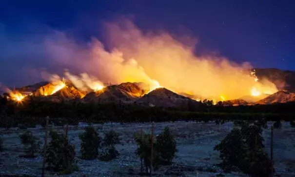 Palm trees burn in Ventura on December 5. Photo: Kyle Grillot, AFP/Getty Images