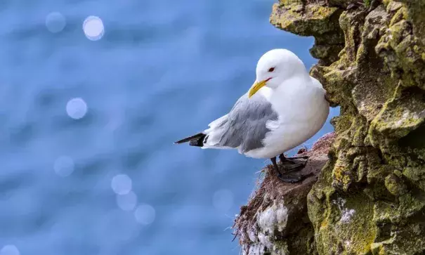 ‘Disastrous chick survival rates’: a black-legged kittiwake rests on a rock ledge in Scotland, UK. Photo: Alamy