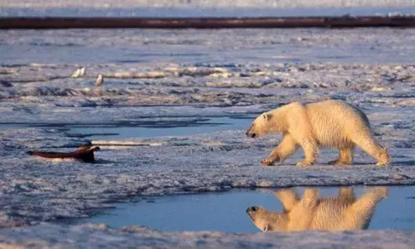 In this undated file photo, a polar bear is shown in the Arctic National Wildlife Refuge in Alaska. Photo: Subhankar Banerjee, AP