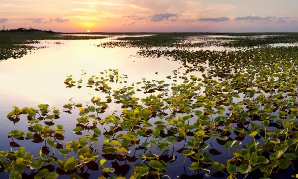 The Everglades wilderness has already been reduced by half by the construction of dams and canals and to accommodate a booming population. Photo: Getty Images