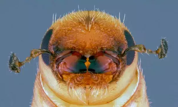 A southern pine beetle completes its metamorphosis into an adult that will attack a pine tree, at Kisatchie National Forest, in Pineville, La. The beetles have killed millions of acres of pines in southern forests and are munching their way north. Photo: Erich Vallery, USDA Forest Service via Associated Press