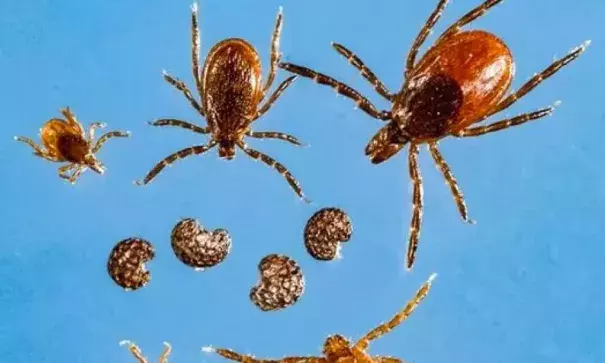 The Haemaphysalis longicornis tick, commonly known as the “longhorned tick,” was recently discovered in multiple locations in Westchester County, according to the state Health Department. The photo shows in the top row the black-legged/deer tick family; the center row are poppy seeds; while the bottom row are nymph and adult longhorned ticks, according to the Health Department. Photo: NYS Health Department