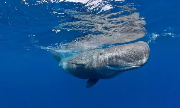 Sperm whales were spotted in the Canadian Arctic. Photo: SeaTops, Getty Images, imageBROKER RF