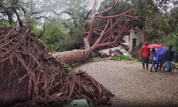 A large stone pine tree thought to be 100-years-old crashed into a home on Saturday, February 2, 2019, in Santa Barbara, California, during a powerful winter storm. Officials said no one was injured. Photo: Santa Barbara County Fire Department