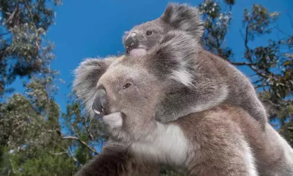 These iconic animals aren’t dying out. Photo: Minden Pictures/Alamy