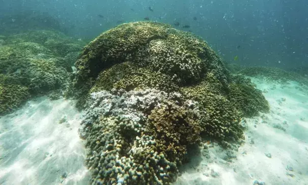 In this Oct. 26, 2015 file photo, fish swim over a patch of bleached coral in Hawaii’s Kaneohe Bay off the island of Oahu. Photo: Caleb Jones, AP