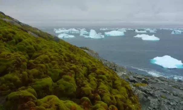 Moss on Green Island. Photo: Matt Amesbury