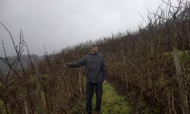 Luis Moller, one of the founders of Vina Trapi, walks around his vineyards. Photo: Cristobal Olivares, Bloomberg