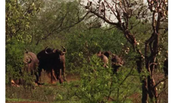 Cape buffalo are darted from a helicopter. Photo: Adil Bradlow, Associated Press