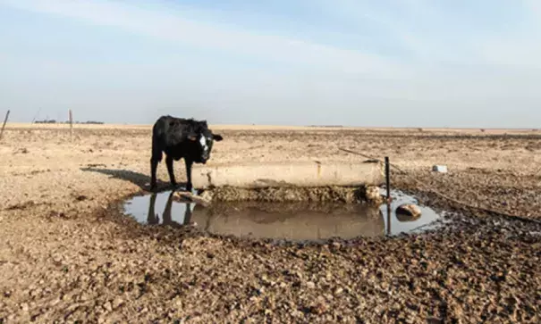 s a strategy to mitigate climate change, southern African farmers should make use of livestock species or breeds that are heat and drought tolerant, disease and parasite resistant. Photo: Delwyn Verasamy, M&G