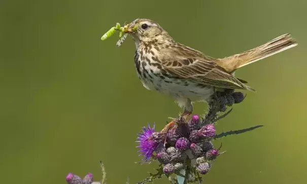  Meadow pipit have disappeared from sites in the south of England. Photo: Alamy Stock Photo