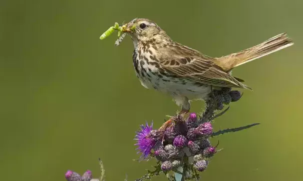 Meadow pipit have disappeared from sites in the south of England. Photo: Alamy Stock Photo