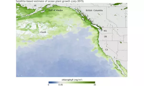 Average chlorophyll concentrations (milligrams per cubic meter of water) in July 2015. The darkest green areas have the highest surface chlorophyll concentrations and the largest amounts of phytoplankton—including both toxic and harmless species. Image: NOAA Climate.gov map based on Suomi NPP satellite data provided by NOAA View