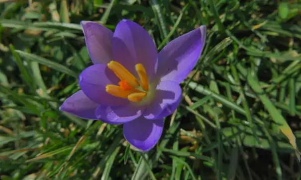 Spring in February? A crocus blooms in Dravosburg, Pennsylvania on February 20, 2017. Photo: Wunderphotographer gingyb
