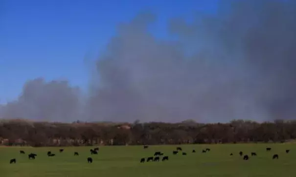 Cattle graze with a background of smoke from wildfires near Hutchinson, Kan., Tuesday, March 7, 2017. Fires raged in parts of Kansas, Oklahoma, Texas and Colorado, and warnings that conditions were ripe were issued for Iowa, Missouri and Nebraska. The fire warning came after powerful thunderstorms moved through the middle of the country overnight, spawning dozens of suspected tornadoes, according to the National Weather Service. Photo: Orlin Wagner, The Associated Press
