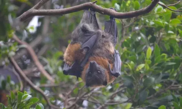An Australian flying fox about to drop off a branch due to heat exhaustion in Australia's "angry summer." Photo: AJ Caruana, courtesy of WIRES