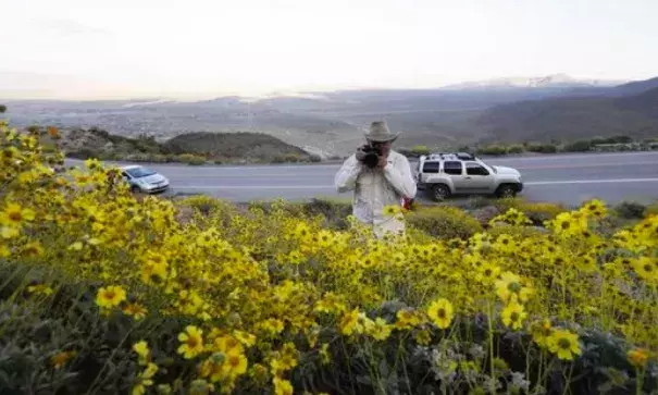 Retired California state park ranger Jim Long, of San Clemente, Calif., takes pictures among blooming desert shrubs in Borrego Springs, Calif., on March 27, 2017. Photo: Gregory Bull, AP