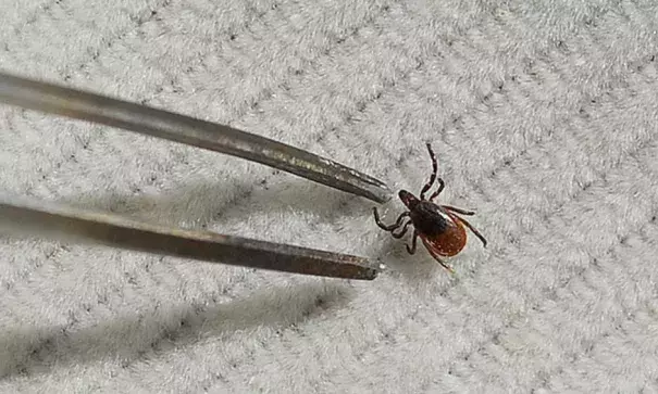 A deer tick is removed from fabric for later study. Lyme disease cases in Maine began increasing in 2007 and for the most part have risen steadily.