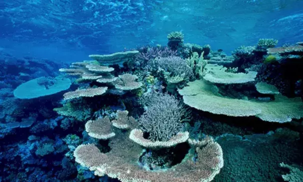 The ecosystem lies off the east coast of Australia and is the largest living entity on the planet. Photo: Mark Conlin/Getty Images