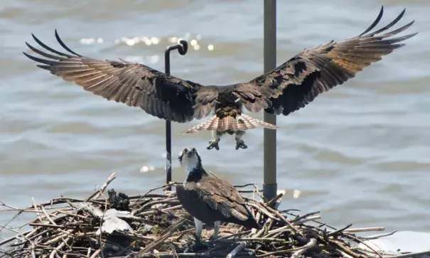 A juvenile male osprey (top) with his mate have returned to nest beneath the South Capitol Bridge on the Anacostia in Washington. Photo: Linda Davidson, The Washington Post