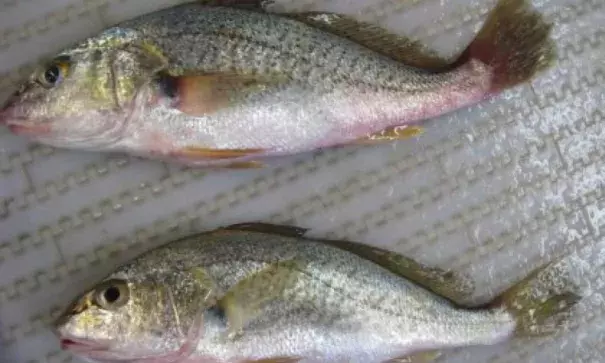 Atlantic croaker (Micropogonias undulates, Sciaenidae) were used as the fish species in the modeling study. Photo: NOAA