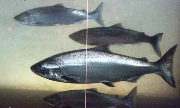 A scientific literature review last year of climate change and its effects on Northwest salmon notes that extreme heat events are more likely in the future. Photo: Rick Bowmer