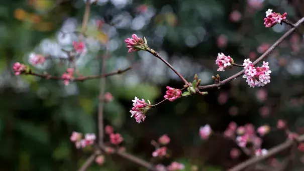 A Viburnum x bodnantense "Dawn" flower at the New York Botanical Garden. An official at the garden said the blooming in December was unusual. Credit Yana Paskova for The New York Times
