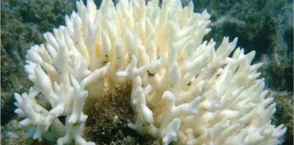 A bleached Seriatopora coral. Photo: Tyrone Ridgway, CC BY-SA