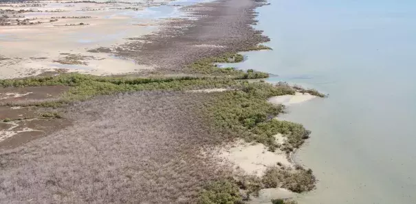 Views of mangrove shorelines impacted by dieback event in late 2015, east of Limmen Bight River, Northern Territory. Photo: NC Duke, June 2016