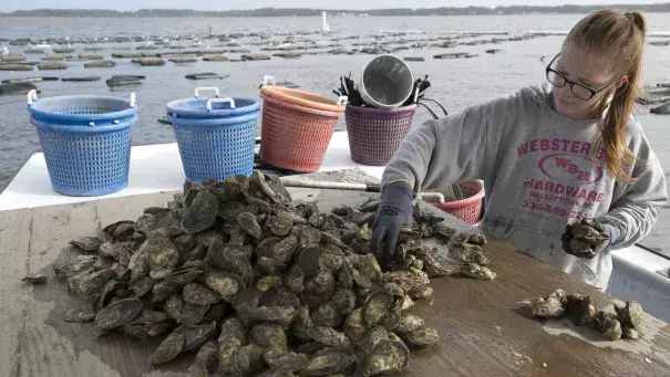 The Morris Family Shellfish Farm in Sea Level, NC suffered extensive damaged to their hatchery and mature oysters during Hurricane Florence.  Photo: Robert Willett