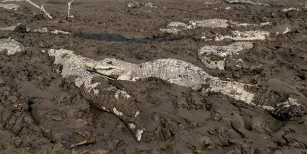 lligators are pictured stuck in the mud of the dry Pilcomayo river, which is facing its worst drought in a 19 years, on the border between Paraguay and Argentina. Photo: Reuters
