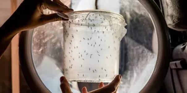 Oxitec is calling for a release of thousands of its GMO mosquitoes in the Florida Keys to combat the Zika virus. Photo: Oxitec Twitter