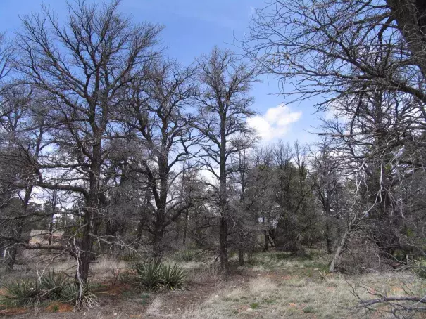 Drought has left little but skeleton trees in a forest of pinons in the US Southwest. Photo: USGS