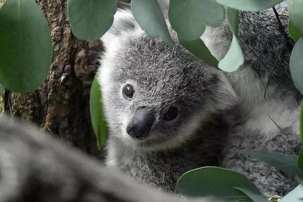 A young koala looks through eucalyptus leaves in a zoo in Duisburg, Germany, Friday, Sept. 28, 2018. Koalas have been declared officially endangered in eastern Australia as they fall prey to disease, lost habitat and other threats. (Credit: AP Photo/Martin Meissner, File)