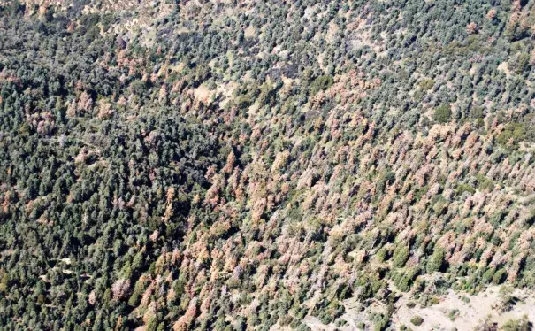 Dead pine trees dominate a hillside in the Los Padres National Forest, north of Frazier Park. Photo: US Forest Service