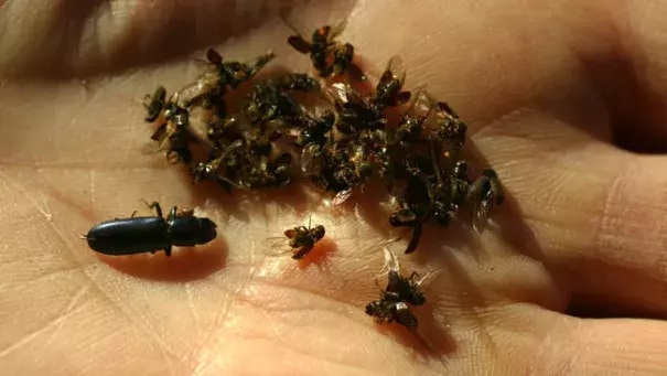 An example of dead western pine beetles alongside a bark beetle, left, from a trap set in Barton Flats in San Bernardino. Photo: Irfan Khan, Los Angeles Times