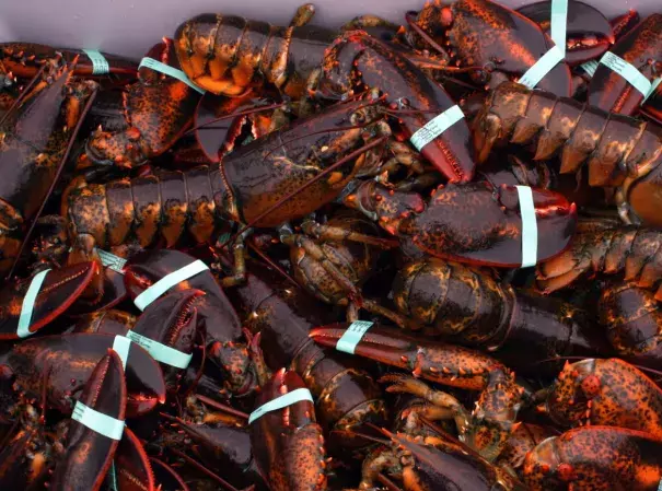 Lobster used to be abundant in Connecticut. Not anymore. Photo: Courtesy Doug Cotnoir