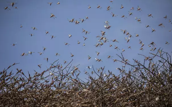 Climate change is fueling the East African locust crisis