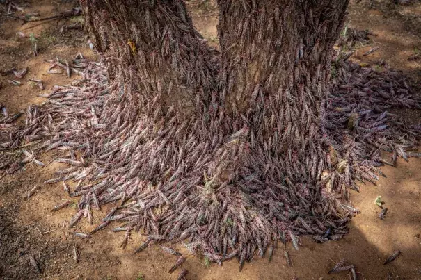 Climate change fueled the desert locust crisis in East Africa