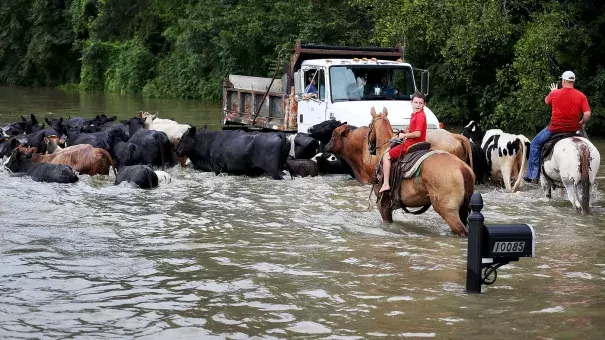 Cattle had to be driven through the waters of a flooded road, and then trucked to higher ground on Aug. 16, in Sorrento, La. About a third of the flooding in the state last month occurred outside the local flood plain. Photo: Joe Raedle, Getty Images