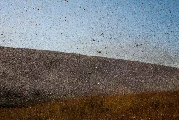 Climate change is fueling the East African locust crisis 