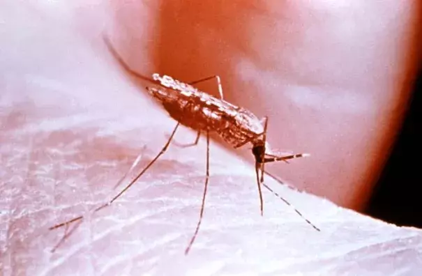 Anopheles gambiae mosquito. Photo: CDC