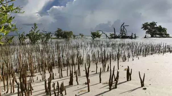 NASA scientists have started using satellite data and 3D imaging to map dwindling mangrove forests in South Florida and track how they recover from hurricanes as threats from climate change and urban development increase. Credit: Valerie Preziosi