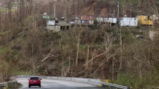 Trees and vegetation near Cayey were knocked down by the winds packed by Hurricane Maria. Photo: Angel Valentin, NPR