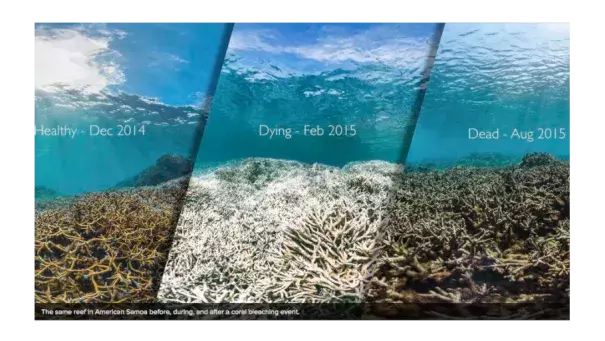 The same reef in American Samoa before, during and after a coral bleaching event. Image: XL Catlan Seaview Survey