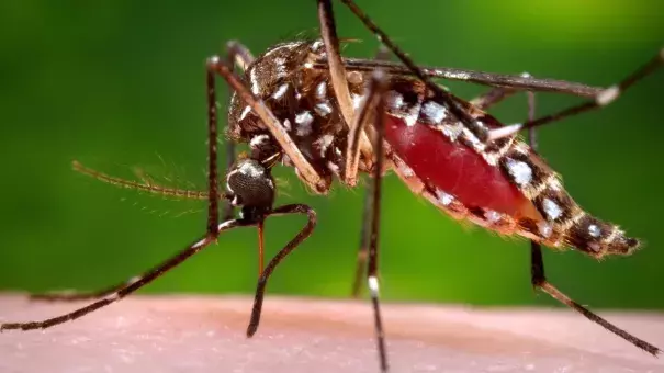 This 2006 file photo provided by the Centers for Disease Control and Prevention shows a female Aedes aegypti mosquito in the process of acquiring a blood meal from a human host. The Aedes aegypti mosquito is behind the large outbreaks of Zika virus in Latin America and the Caribbean. Photo: James Gathany, Centers for Disease Control and Prevention, Associated Press