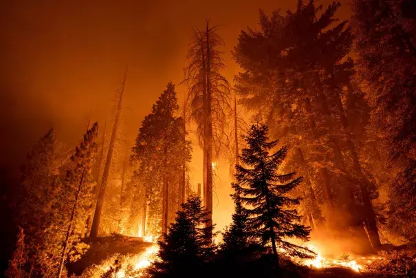 The Windy Fire burning in the Long Meadow Grove in Sequoia National Forest in California earlier this year. (Credit: David Mcnew/Getty Images)